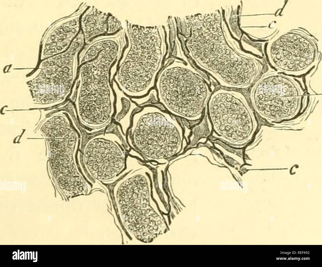 . Compendium of histology. Histology. Fig. 100.—A colon papilla of the ...