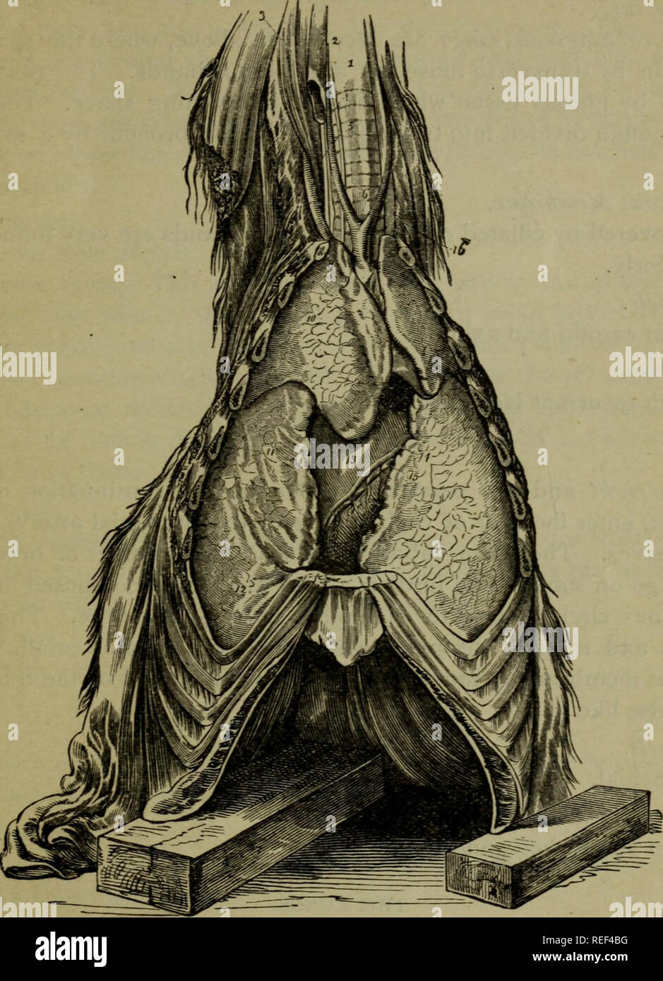 . A compend of equine anatomy and physiology. Horses. VISCERAL ANATOMY. *37 Fig. 23.. THE RESPIRATORY ORGANS; INFERIOR, OR FRONT VIEW. Trachea; 2, Jugular vein ; 3, Great rectus anticus muscle ; 4, Carotid artery ; 5, Longus colli muscle ; 6, Origin of the common carotids ; 7, Vertebral artery; 8, Section of first rib; 9, Cephalic trunk of right axillary artery; 10, Anterior lobe of right lung; 11, Middle, or supplementary lobe of ditto; 12, Posterior portion or lobe of ditto ; 13, Heart; 14, Cardiac artery; 15, Ventricular branch of cardiac vein; 16, OZsoph- agus. IO. Please note that these i Stock Photo