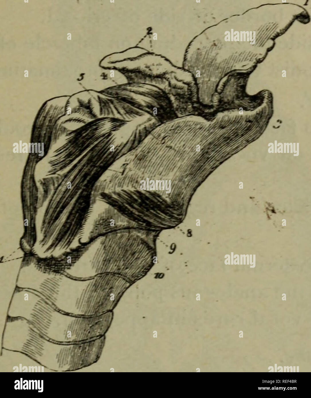 . A compend of equine anatomy and physiology. Horses. VISCERAL ANATOMY