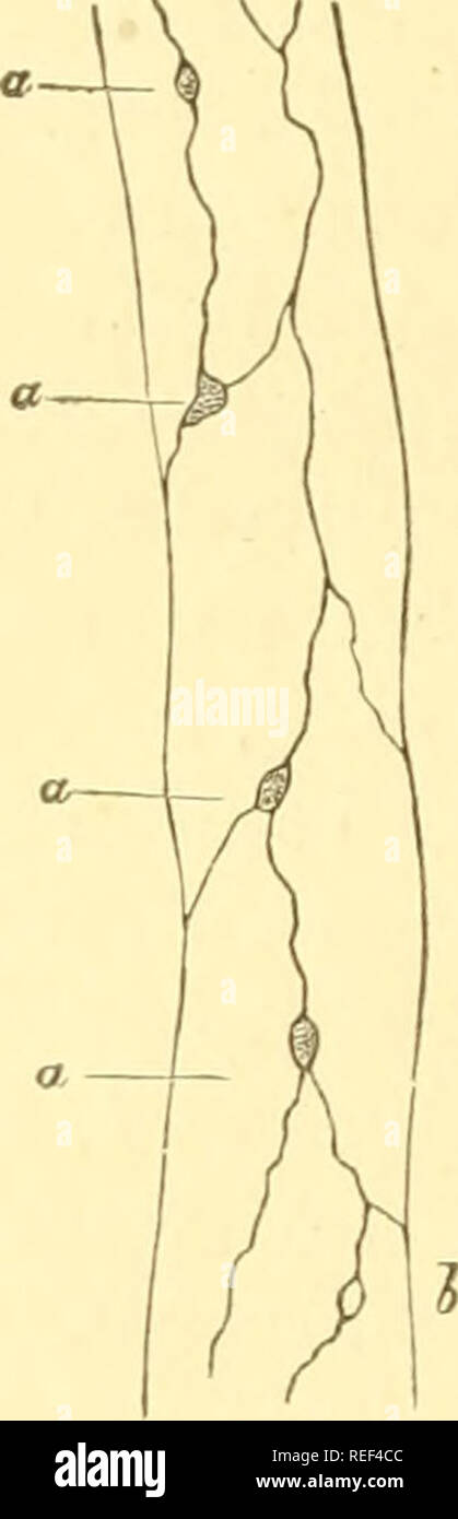 . Compendium of histology. Histology. Fig. 86.—1, capillary with a thin ...