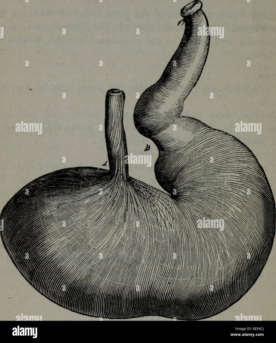 . A compend of equine anatomy and physiology. Horses. 124 EQUINE ANATOMY. continuous with the