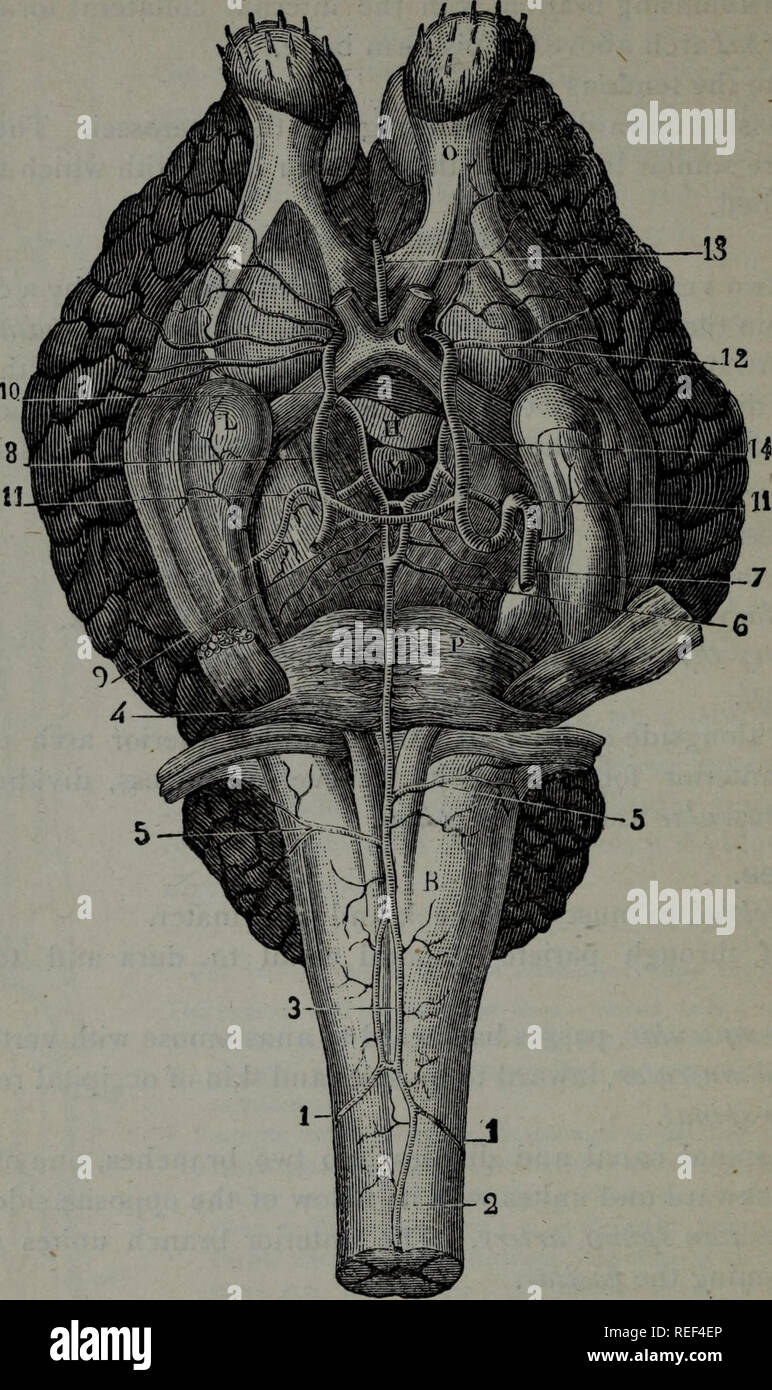 . A compend of equine anatomy and physiology. Horses. 9o EQUINE ANATOMY, Fig. 12.. ARTERIES OF THE BRAIN. Medulla oblongata; p, Pons Varolii; l, Mastoid lobule; o, Olfactory lobule; c, Chiasma of the optic nerves; m, Mamillary, or pisiform tubercle; h, Pituitary gland; three- fourths have been excised, i, i, Cerebro-spinal arteries; 2, Median spinal artery; 3, Lozenge-shaped anastomosis of the two cerebro-spinal arteries, from which result, in front, 4, The basilar trunk (usually the cerebro-spinal arteries arrive in the middle of. Please note that these images are extracted from scanned page  Stock Photo