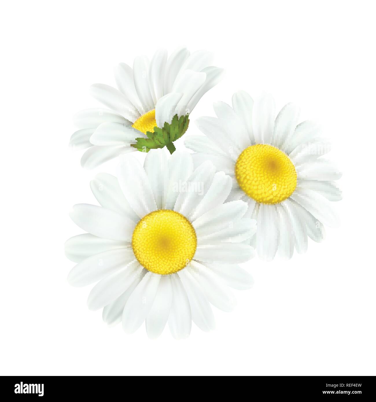 Chamomile daisy flower isolated on white background. Vector illustration Stock Vector