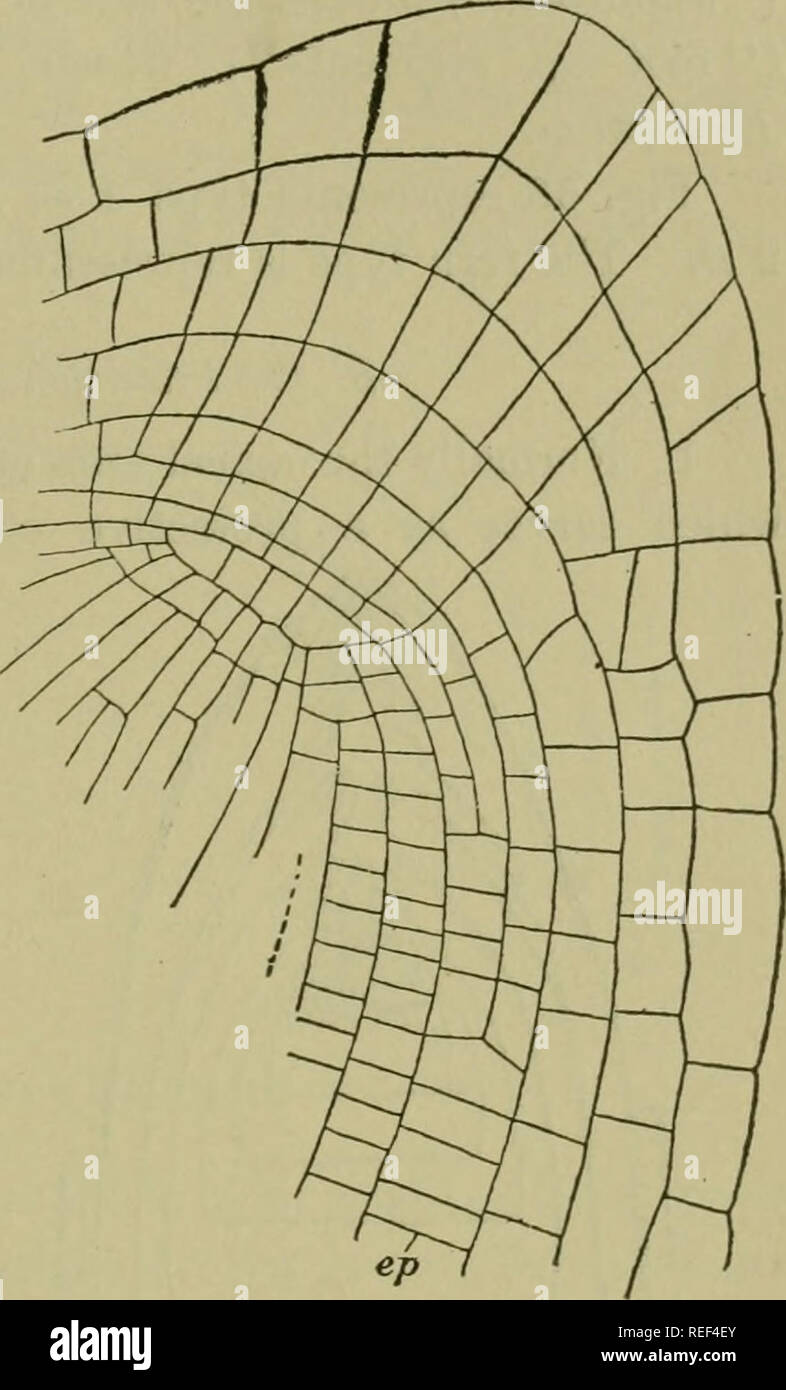A Compendium Of General Botany Plants Tissues And Simple Organs
