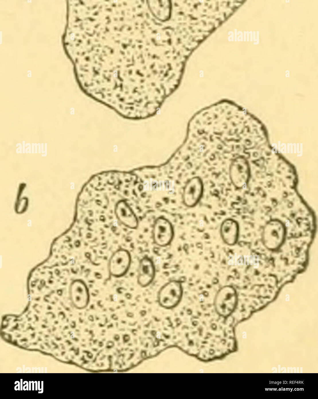 . Compendium of histology. Histology. Fig. 12.—Cells with double nuclei a, from the liver, b