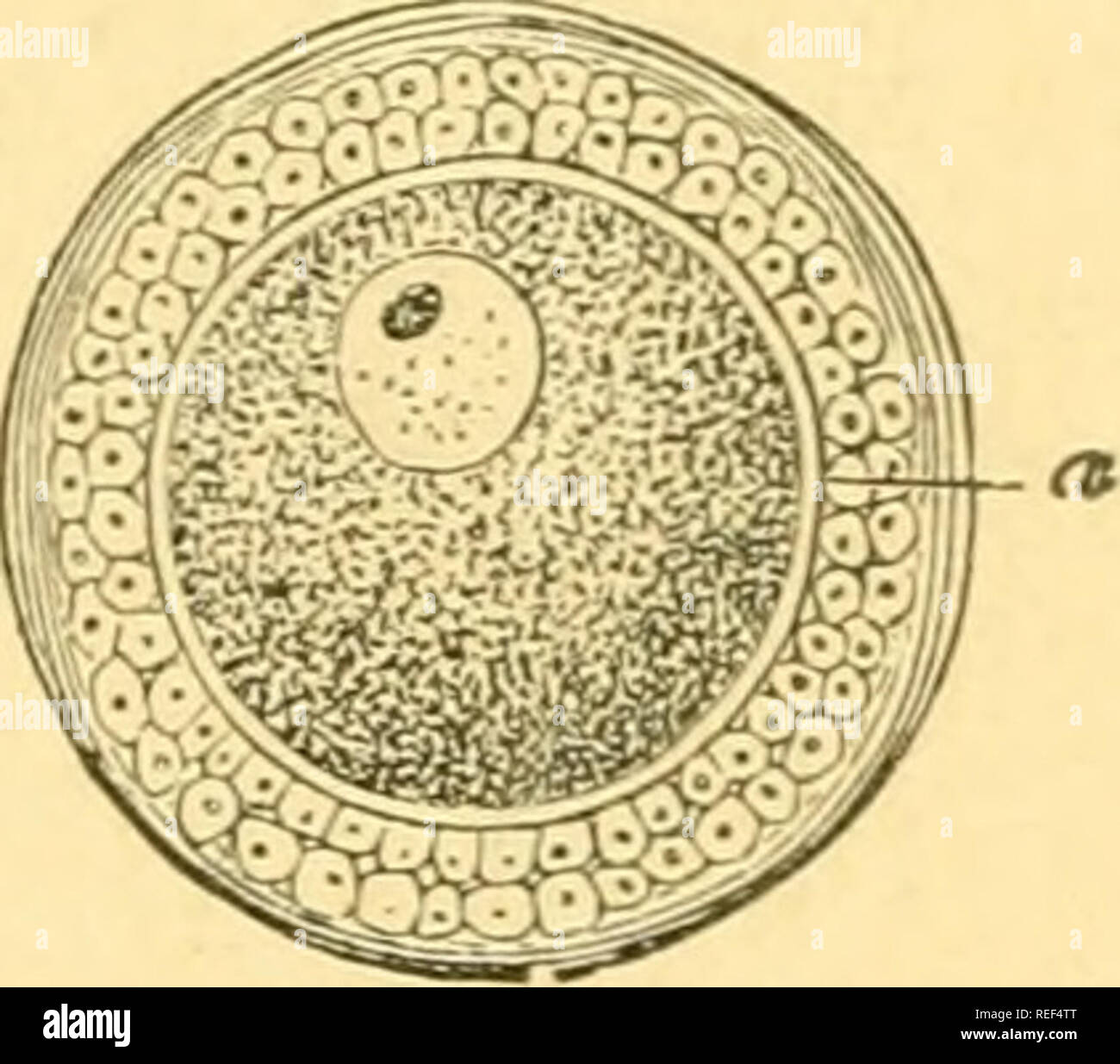 . Compendium of histology. Histology. which in a momentous manner the
