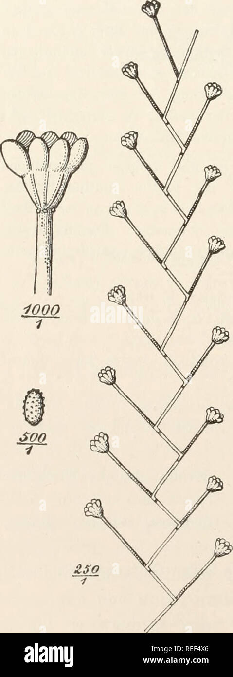 . Dr. L. Rabenhorst's Kryptogamen-Flora von Deutschland, Oesterreich und der Schweiz. Cryptogams -- Germany; Cryptogams -- Austria; Cryptogams -- Switzerland. 628 1260. S. atra Corda I, 21 (1837) Fig. 278 B; Anleit. p. LXIV Tab. B 18 Fig. 5-8. — Sacc. Syll IV, 269. — De Wild, et Dur. Prodr. Fl. Belg. II, 329. Exs. Sydow Myc. march. 70. Rasen zart, schwarz. Mycelhyphen dichotom verzweigt, spärlich septiert, grünlich-gelb. Konidientragende Zweige sich erhebend, oben blasser, mit aufrechten, spindelförmigen, fast hyalinen, kopfigen Sterigmen. Konidien eiförmig-ellipsoidisch, braun, mit zwei Öltro Stock Photo