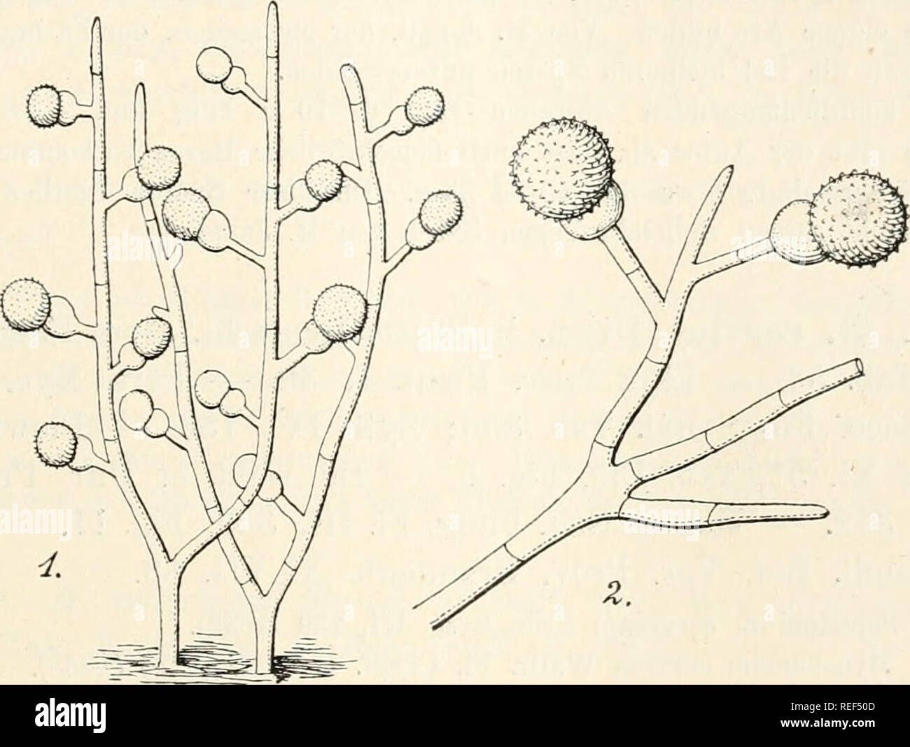 . Dr. L. Rabenhorst's Kryptogamen-Flora von Deutschland, Oesterreich und der Schweiz. Cryptogams -- Germany; Cryptogams -- Austria; Cryptogams -- Switzerland. 385 Syn. Puccinia mycogone Corda Icon. Fung. I, 6 (1837), Fig. 99. Exs. Sacc. Myc. venet. 578; Klotzscb Herb. myc. 686; Fuckel Fungi rhen. 142; Kouraeguere Fungi gall. 3191, 3794; D. Sacc. Myc. ital. 579. Rasen ausgebreitet, sammetartig, rosarot, aus hyalinen, verzweigten, septierten Hyphen verwebt. Konidientragende Hyphen als kurze, einfache oder verzweigte Seitenzweige gebildet. Konidien end-. 1. Mycogone rosea Link. Konidientragende H Stock Photo