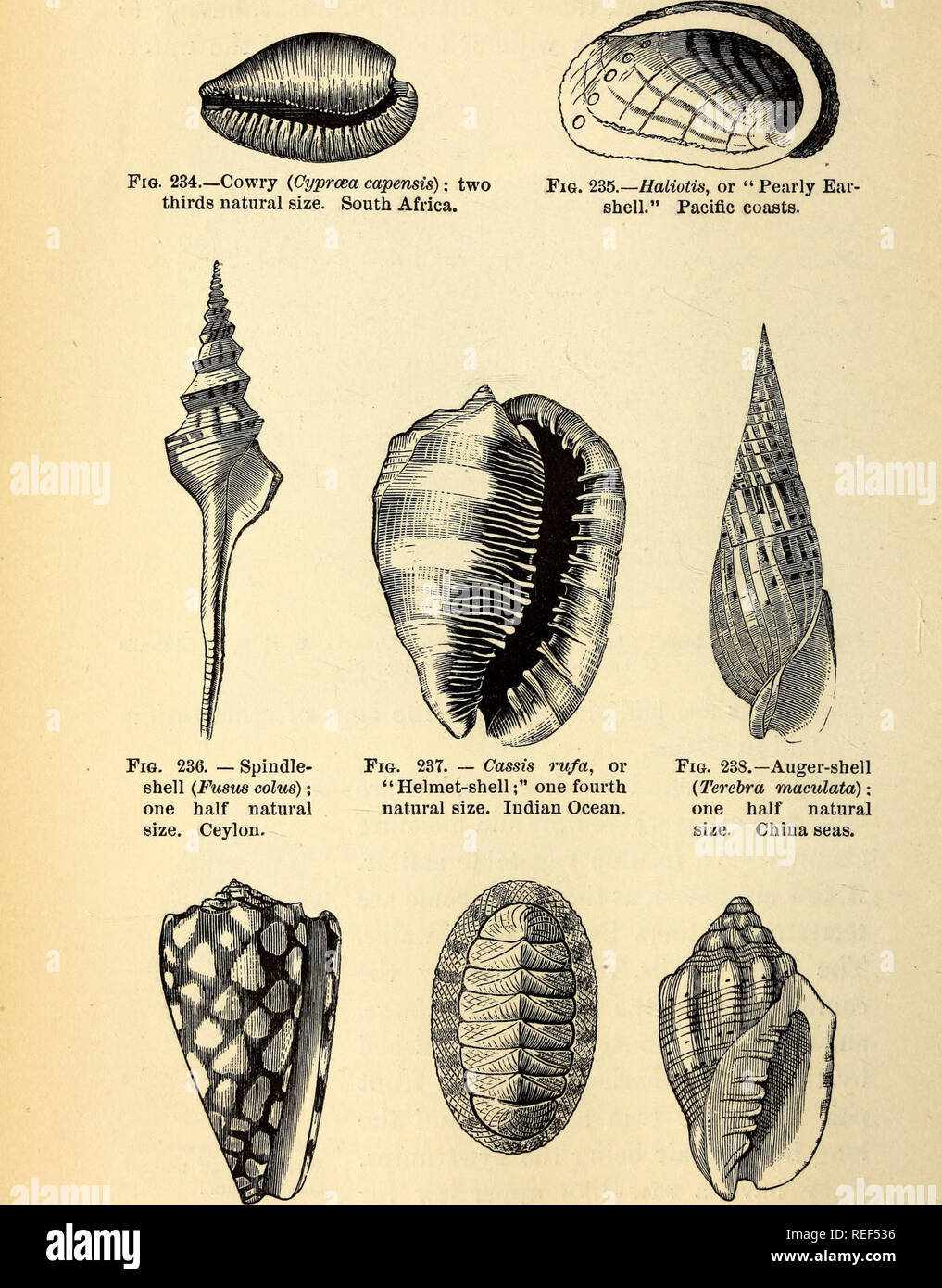 . Comparative zoology, structural and systematic : for use in schools and colleges. Zoology; Anatomy, Comparative; Physiology, Comparative. 276 COMPARATIVE ZOOLOGY.. Fig. 239.—Cone-shell (Conus Fig. 240.—Chiton squa- marmoreus); two thirds mosus; one half natu- natural size. China seas. ral size. West Indies. Fig. 241.—Volute (Voluta musica); one half nat- ural size. West Indies.. Please note that these images are extracted from scanned page images that may have been digitally enhanced for readability - coloration and appearance of these illustrations may not perfectly resemble the original wo Stock Photo