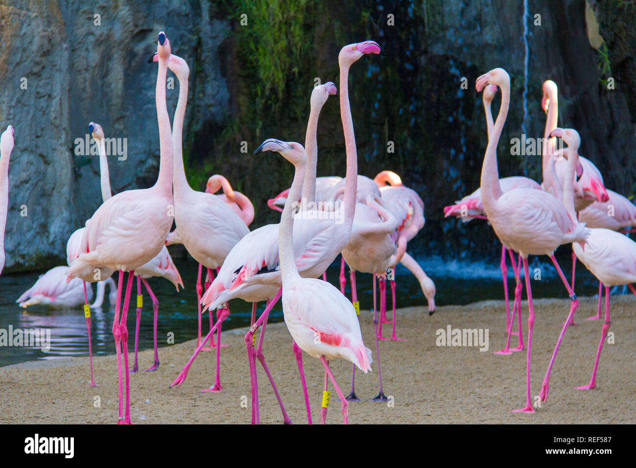 A flock of pink flamingos (Phoenicopterus) in a zoo, at Bioparc, Valencia, Spain Stock Photo