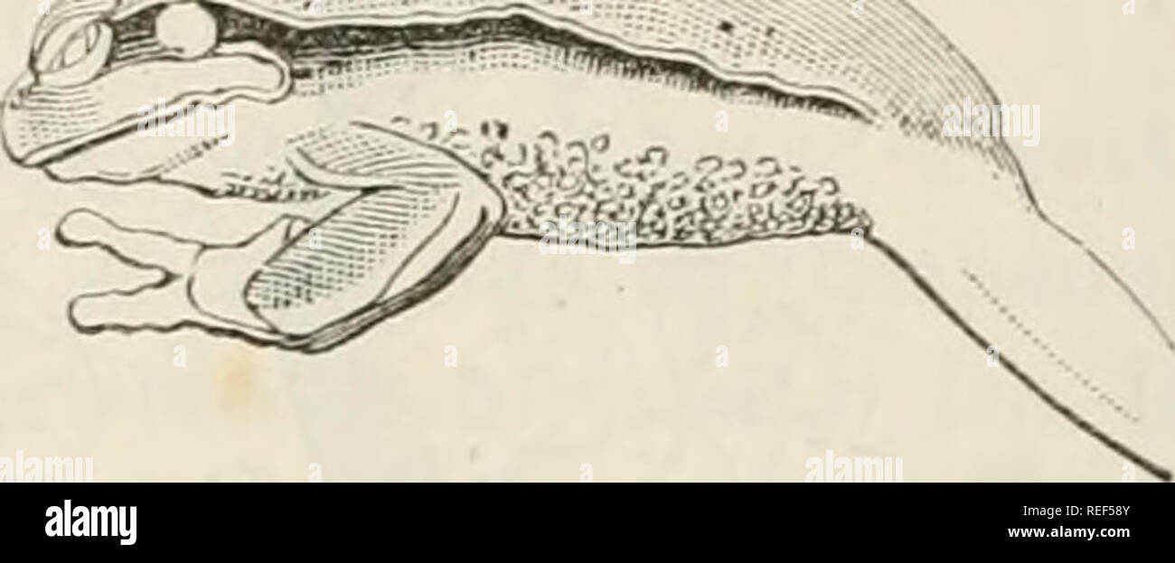 . Compendio della Fauna Italiana. Descrizione elementare Degli Animali pite originali. Zoology. Fig. 14S. Hyla arborea. Fig. 149. Hyla arborea, s. sp. Savignyi. pano ben evidente, mediocre. Maschi con un sacco vocale sottogolare. Dita delle mani riunite alla base da una leggera membrana. Vi Ã¨ una ripiegatura cutanea sul pugno. Zampe posteriori mediocremente lunghe, sottili; dita dei piedi riunite per due terzi da una membrana; tuber- colo metatarseo piccolo ed ovoide ; dischi terminali delle dita grandi come il timpano. Parti superiori verdi o grigiastre o brunastre o gial- lognole senza macc Stock Photo