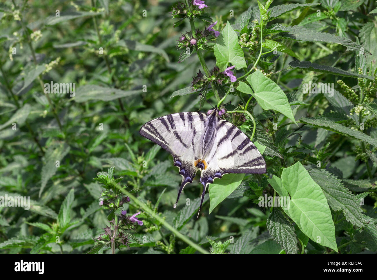 Scarce swallowtail butterfly. Papilio machaon on leaf. Iphiclides podalirius podalirius or pear-tree swallowtail in summer garden Stock Photo