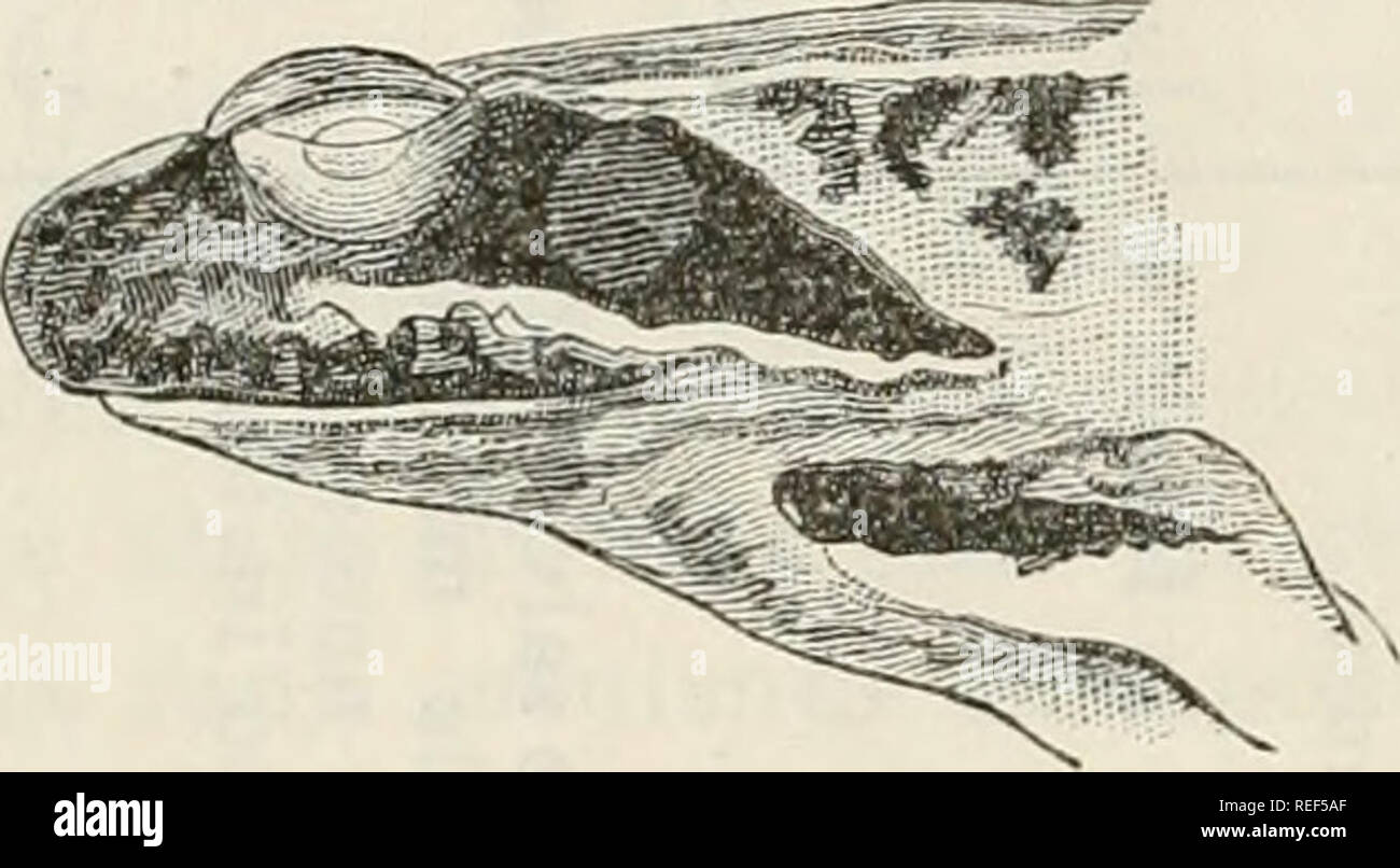 . Compendio della Fauna Italiana. Descrizione elementare Degli Animali pite originali. Zoology. 80 TIPO PRIMO - VEKTEIiRATI La Rana muta Ã¨ una dello specie elio variano di piÃ¹ nella colo- raziouG. In Italia si hanno i seguenti sistemi principali di colorazione: 1&quot; Tinte fondamentali chiare, rossiccie o giallastro od anche gri- giastre; macchie poco numerose, grandi. 2&quot; Tinte fondamentali chiare, rossiccie o giallastro; macchio nu- merose, irregolari, piccole, rotondeggianti. 3&quot; Tinte fondamentali bruno-rossiccie o giallastro piÃ¬i o meno cupe ; macchie grandi, irregolari, non  Stock Photo