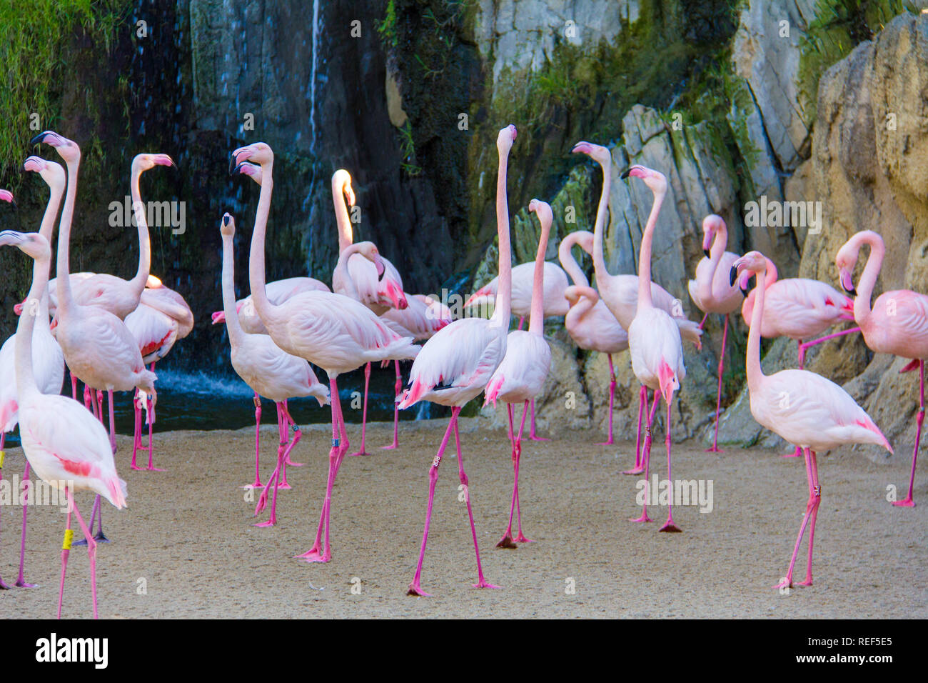 A flock of pink flamingos (Phoenicopterus) in a zoo, at Bioparc, Valencia, Spain Stock Photo