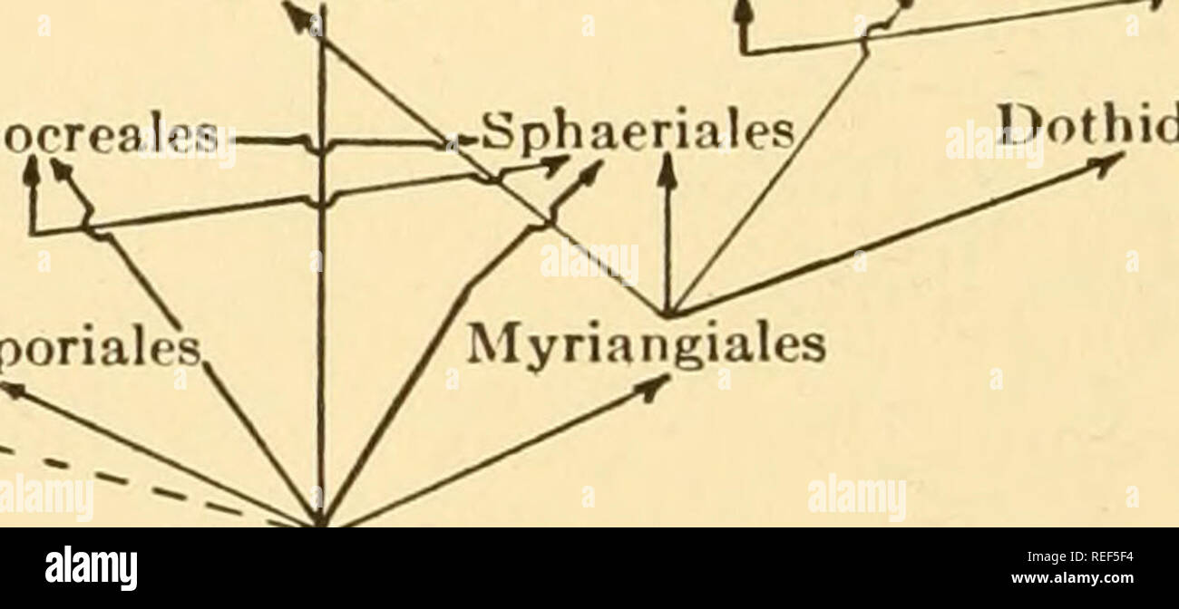 . Comparative morphology of Fungi. Fungi. hacidialcs Pezlzales—^Hemisphaeriales Hysteriales Laboulbenialcs Hypocreales—*. Dothideales Taphrinales Oonivoftos. Perisporiales, Plectascales T Endomycetalcs T Zygomycetes T • Chytridiales Chlorophyceae Diagram XLIII. Archimycetes t Myxoniycetcs Flagellatae cetes (p. 17) whose representatives, probably only on historical grounds because of their parasitism on plants, found a refuge in the fungi to which they are otherwise entirely foreign. All true fungi are derived from green algae in monophyletic line. They first divide into two series: an oogamous Stock Photo