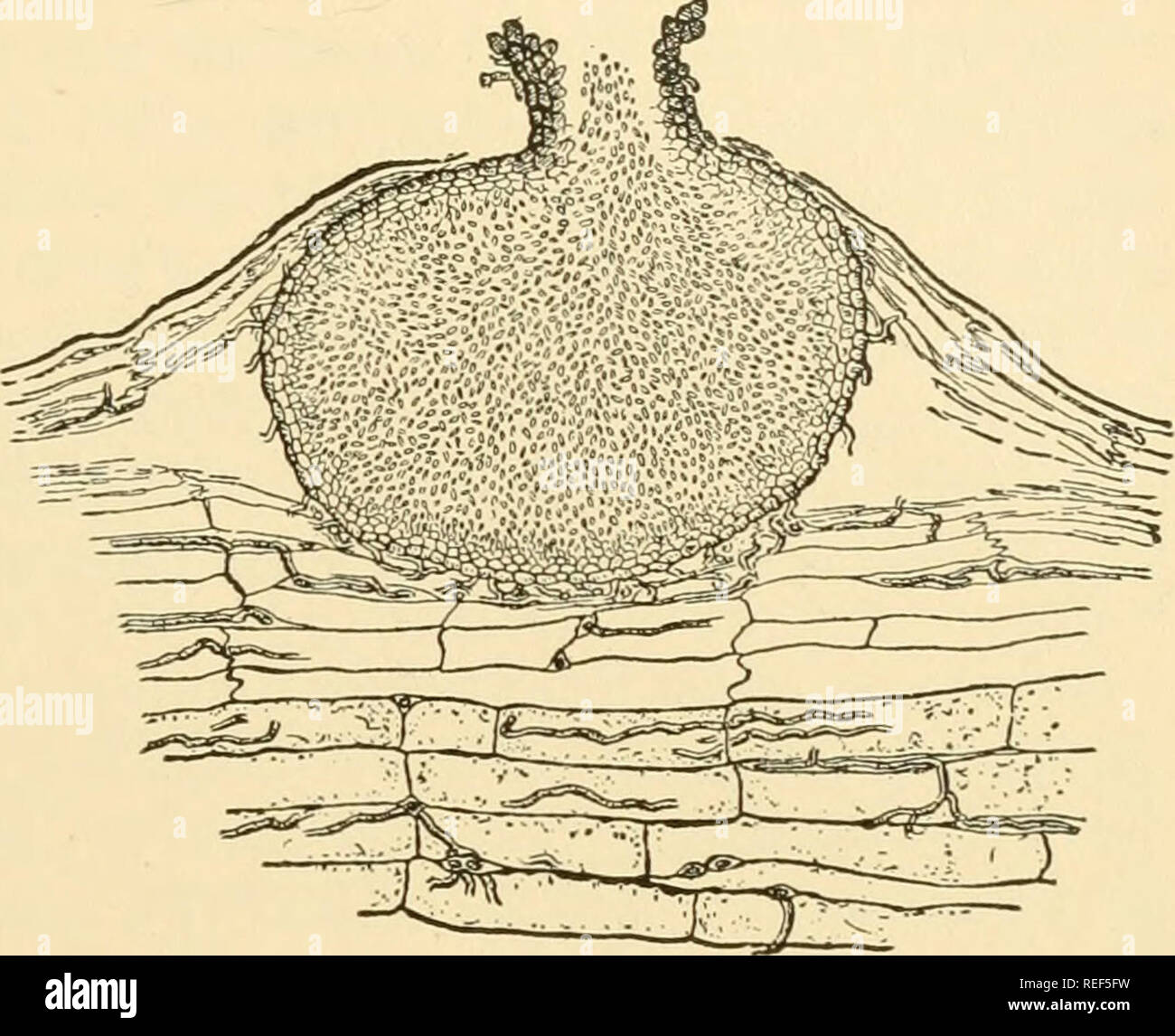 . Comparative morphology of Fungi. Fungi. FUNGI IMPERFECT I 617 or its user. In this sense, it appears that Saccardo's system, as expanded by Lindau (1900, 1907-1910), by Allescher (1901-1903) and by Die- dicke (1915), serves all practical purposes. In Saccardo's system, the Hyphomycetes are classified in four sub- groups : in the Mucedineae and Dematieae the hyphae and conidiophores are always solitary, in the first, hyaline or brightly colored, in the latter, brown or black; in the Stilbeae the hyphae are united into coremia, and in the Tubercularieae to pulvinate stromata. Each of these sub Stock Photo