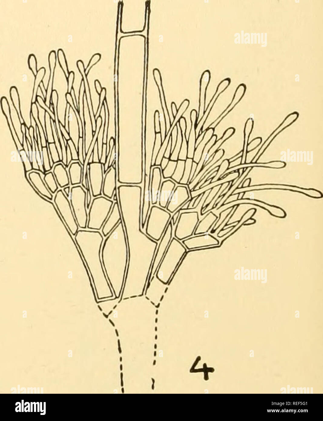 . Comparative morphology of Fungi. Fungi. &lt;^. L Fig. 405.—Volutella scopula. 1. Mature sporodochium. 2. Young sporodochium which has not started the production of conidia. 3. Conidia. A group of spores lie imbedded in a gel at the tips of the hyphae. 4. One of the large hyphae of the sporodo- chium and the conidiophores. (1 X 7; 2 X 30; 3, 4 X 780; after Boulanger, 1897.) new groups, for name and definition of which one should turn to the original. However much these forms may be justified in individual cases, one cannot avoid the impression that the Fungi Imperfecti are better off the less Stock Photo