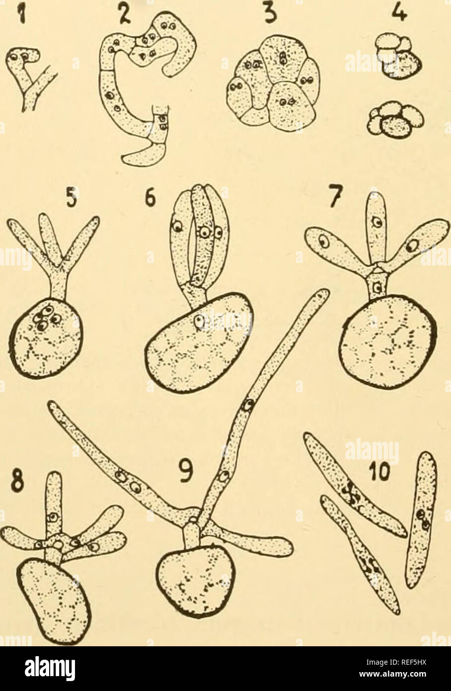 . Comparative morphology of Fungi. Fungi. Fig. 401.—Neovossia Moliniae. 1. Tuft of hyphae with filamentous conidia. 2. Fila- mentous conidia germinating to falcate conidia. 3. Young smut spores. 4, 5. Germina- tion of smut spores. (1, 2 X 270; 3 X 330; 4, 5 X 240; after Brefeld, 1895.) develop to very slender mycelia which, in case the germination occurs in water, pour out their content into falcate conidia or, if the germination. Fig. 402.— Tuburcinia Ranunculi. 1 to 3. Development of a spore ball with fertile and sterile cells. 5 to 9. Germination of smut spores. Tuburcinia Violae. 10. Binuc Stock Photo