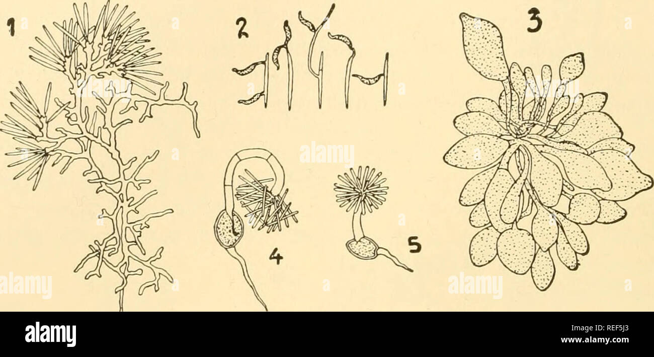 . Comparative morphology of Fungi. Fungi. 606 COMPARATIVE MORPHOLOGY OF FUNGI the spore which collapses (Woronin, 1881). In Neovossia, from 30 to 50 or more sporidia are formed (Fig. 401, 4 and 5); they never fuse but. Fig. 401.—Neovossia Moliniae. 1. Tuft of hyphae with filamentous conidia. 2. Fila- mentous conidia germinating to falcate conidia. 3. Young smut spores. 4, 5. Germina- tion of smut spores. (1, 2 X 270; 3 X 330; 4, 5 X 240; after Brefeld, 1895.) develop to very slender mycelia which, in case the germination occurs in water, pour out their content into falcate conidia or, if the g Stock Photo