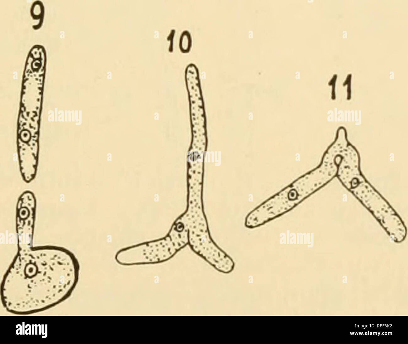 . Comparative morphology of Fungi. Fungi. Fig. 398.— Ustilago Vaillantii. 1 to 6. (X 1,300.) Ustilago longissima, var. macrospora 7 to 11. Germination of smut spores (X 1,100). (After Paravicini, 1917, and Bauch, 1923.) grow further. Their fate is unknown. On germination in nutritive solutions the germ tube remains very short and cuts off one or more sprout cells which generally fall away (Fig. 398, 2 to 4). The nucleus divides in three and forms two septa. The three-celled sprout mycelium cuts off at its septa further sprout cells which again become three-celled, etc. In older cultures, copul Stock Photo