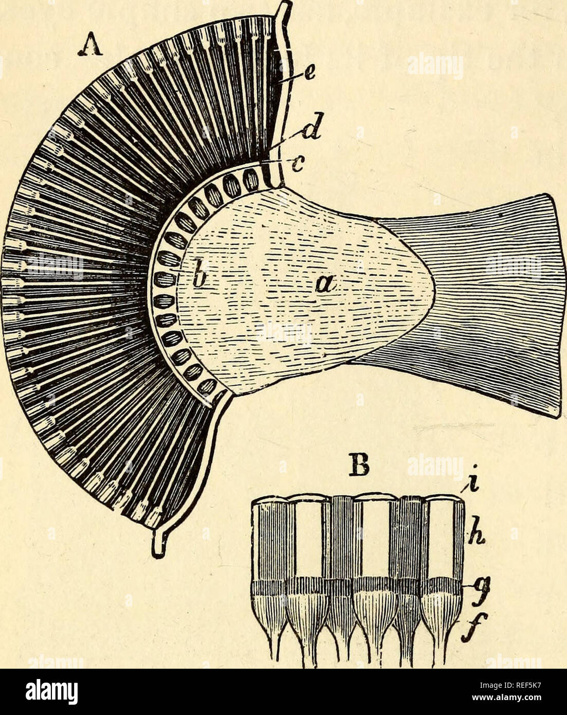 Animal Lens Strructure . Comparative zoology, structural and systematic : for use in schools ...