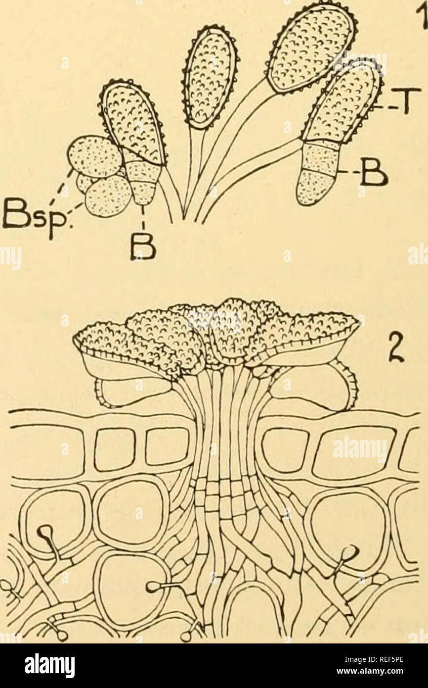. Comparative morphology of Fungi. Fungi. Fig. 390. Fig. 391. Fig. 390.—Telia of Triphragmium Ulmariac. (X 300; after Sappin-Trouffy, 1896.) Fig. 391.—Zaghouania Phillyreae. 1. T, teliospore; B, basidium; Bsp 2. Hemileia vastatrix. Group of teliospores and Sydow, 1915.) basidiospore. ( X 320; after Patouillard from Hariot, 1908,. Please note that these images are extracted from scanned page images that may have been digitally enhanced for readability - coloration and appearance of these illustrations may not perfectly resemble the original work.. Gäumann, Ernst Albert, 1893-1963; Dodge, Carrol Stock Photo