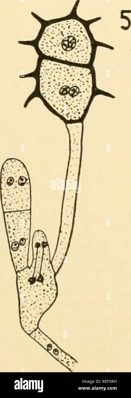 . Comparative morphology of Fungi. Fungi. Fig. 388.—Phragmidium violaceum. 1. Young teliospore with stalk. 2. Somewhat older stage. 3. Section of mature teliospore showing germ pores. 4. Teliospore with swollen base. 5. Puccinia Podophylli. Development of teliospore. (1, 2 X 700; 3 X 535; 4 X 300; 5, partly diagrammatic; after Blackman, 1904; Christman, 1907.) cells, the lowest sessile on the stipe. In Kuehneola (Fig. 389, 8) they cut off successively, single unicellular teliospores which lie one above the other in a chain, as the chambers of Phragmidium, except that they arise in basipetal se Stock Photo