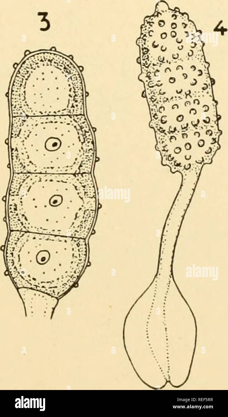 . Comparative morphology of Fungi. Fungi. UREDINALES 577 the membrane of the spore stipe changes into a substance capable of swelling in damp weather, leading, especially in Gymnosporangium, to a gelatinization of the telium. The mature spores are capable of immediate germination, and in Gymnosporangium are thin walled in the interior of the sorus. In Gymnoconia, Triphragmium and Kuehneola, the teliospores have developed in a special direction. In Gymnoconia (Fig. 389, 4 and 5) the apical cell divides, as in Puccinia, into two superimposed daughter cells. Their germ pores are much distended an Stock Photo