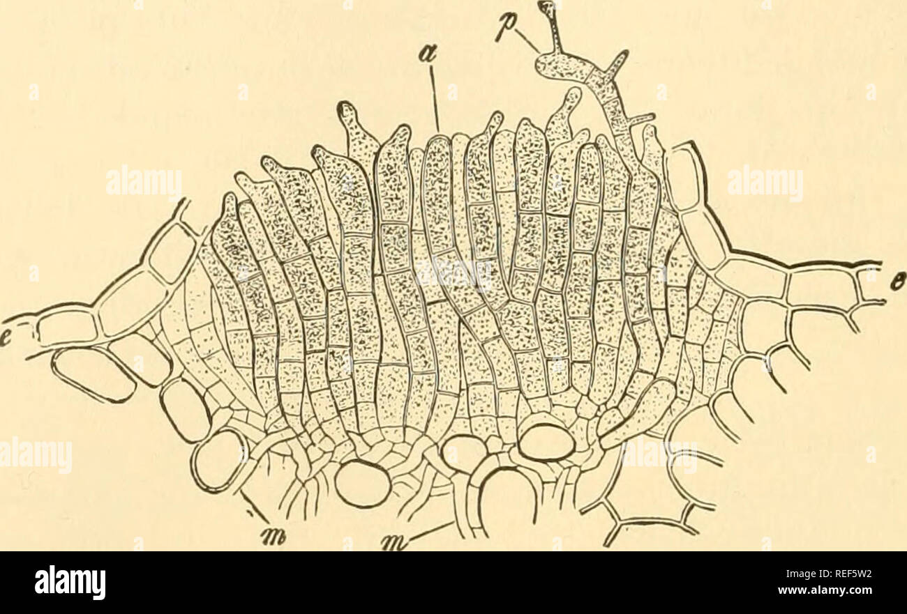. Comparative morphology of Fungi. Fungi. 574 COMPARATIVE MORPHOLOGY OF FUNGI. Fig. 385.—Chrysomyxa Rhododendri. Telium. a, catenulate teliospores (zeugites); p, basidium; e, epidermis of host; m, mycelium. (After Bary, 1884.). Please note that these images are extracted from scanned page images that may have been digitally enhanced for readability - coloration and appearance of these illustrations may not perfectly resemble the original work.. Gäumann, Ernst Albert, 1893-1963; Dodge, Carroll William, 1895-. New York [etc. ] McGraw-Hill Book Company, Inc. Stock Photo