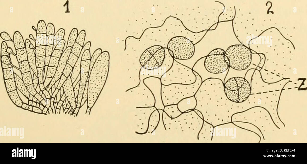 . Comparative morphology of Fungi. Fungi. UREDINALES 569 tion and plasmogamy takes place, as may occasionally happen in Puccinia malvacearum (Lindfors, 1924), at the base of the hyphal knot between two neighboring hyphal cells (Mme. Moreau, 1914) or even before the forma- tion of the telia, between two ordinary mycelial cells (Blackman and Fraser, 1906). In a fourth group, e.g., Uromyces Scillarum (Blackman and Fraser, 1906; Mme. Moreau, 1914), Puccinia Adoxae (Blackman and Fraser, 1906) and P. Aegopodii (Kursanov, 1922), plasmogamy takes place between two vegetative cells long before the form Stock Photo
