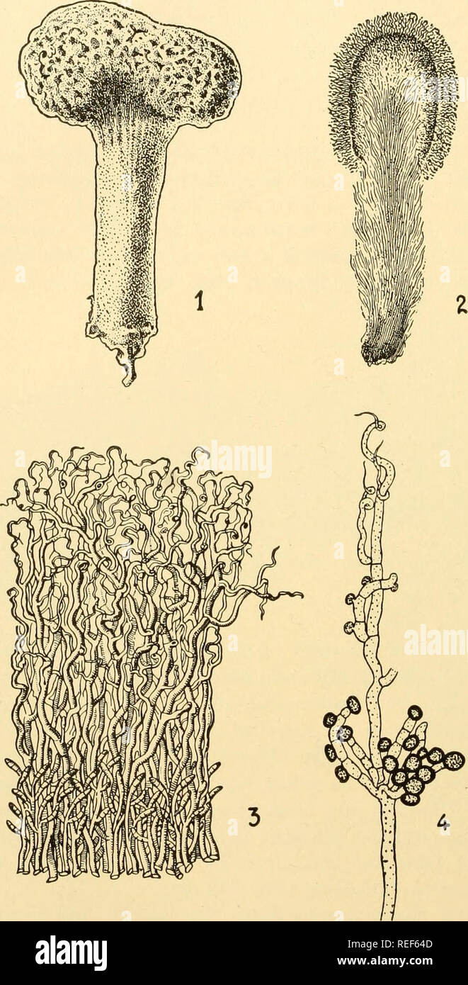 . Comparative morphology of Fungi. Fungi. 552 COMPARATIVE MORPHOLOGY OF FUNGI delicate, pure white, secondary mycelia, which become binucleate by extensive clamp formation. In the basidium, after the first division of. Fig. 370.—Phleogena faginea. 1. Mature fructification. 2. Section of young fructi- fication forming the peridium. 3. Section of peridium with basidia below. 4. Loosely intertwined hyphae with basidia. (1 X 10; 2 X 16; 4 X 500; after Brefeld, 1888.) the fusion nucleus, a wall is formed before the second division. Each of the four cells of the basidium produces a single uninucleat Stock Photo