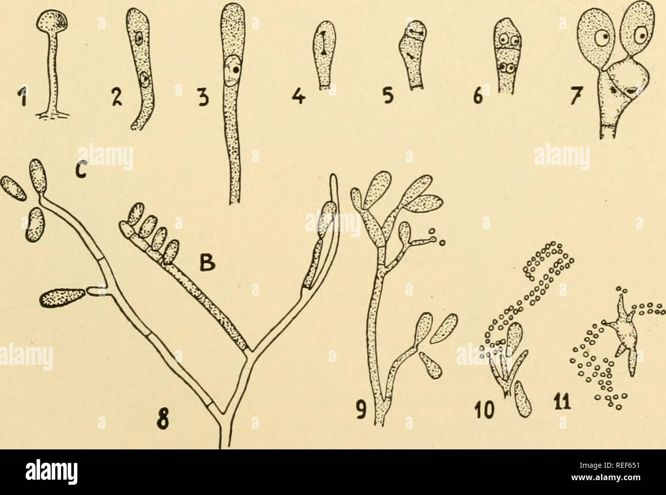 . Comparative morphology of Fungi. Fungi. AURICULARIALES 549 before spores are produced on the lateral sterigmata, reminding one of the conditions found in some smuts. In S. Michelianum (Kiihner, 1926) the uninucleate basidiospores germinate with a short sterigma which bears a secondary spore only slightly smaller than itself. This becomes three to six septate and produces one to two very small, ellipsoidal conidia from each cell. The binucleate basidiospores form a septum between the nuclei then germinate as above. The morphological significance lies in the increasing differentiation of the z Stock Photo