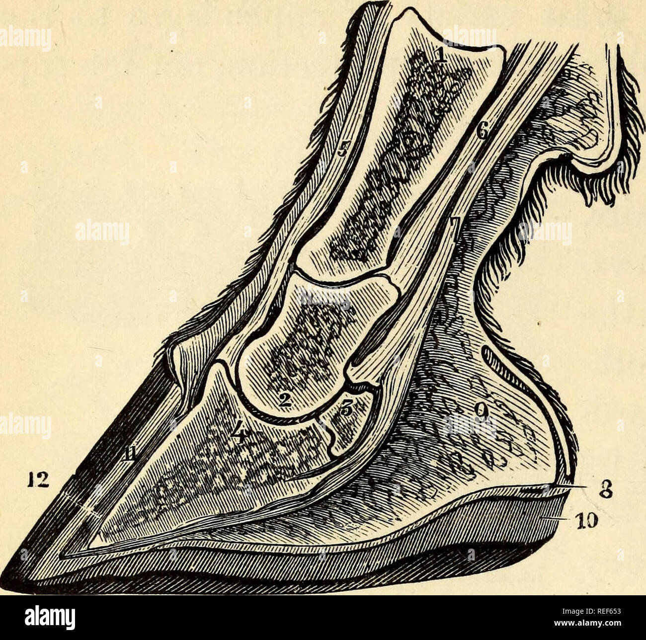 . Comparative zoology, structural and systematic for use in schools