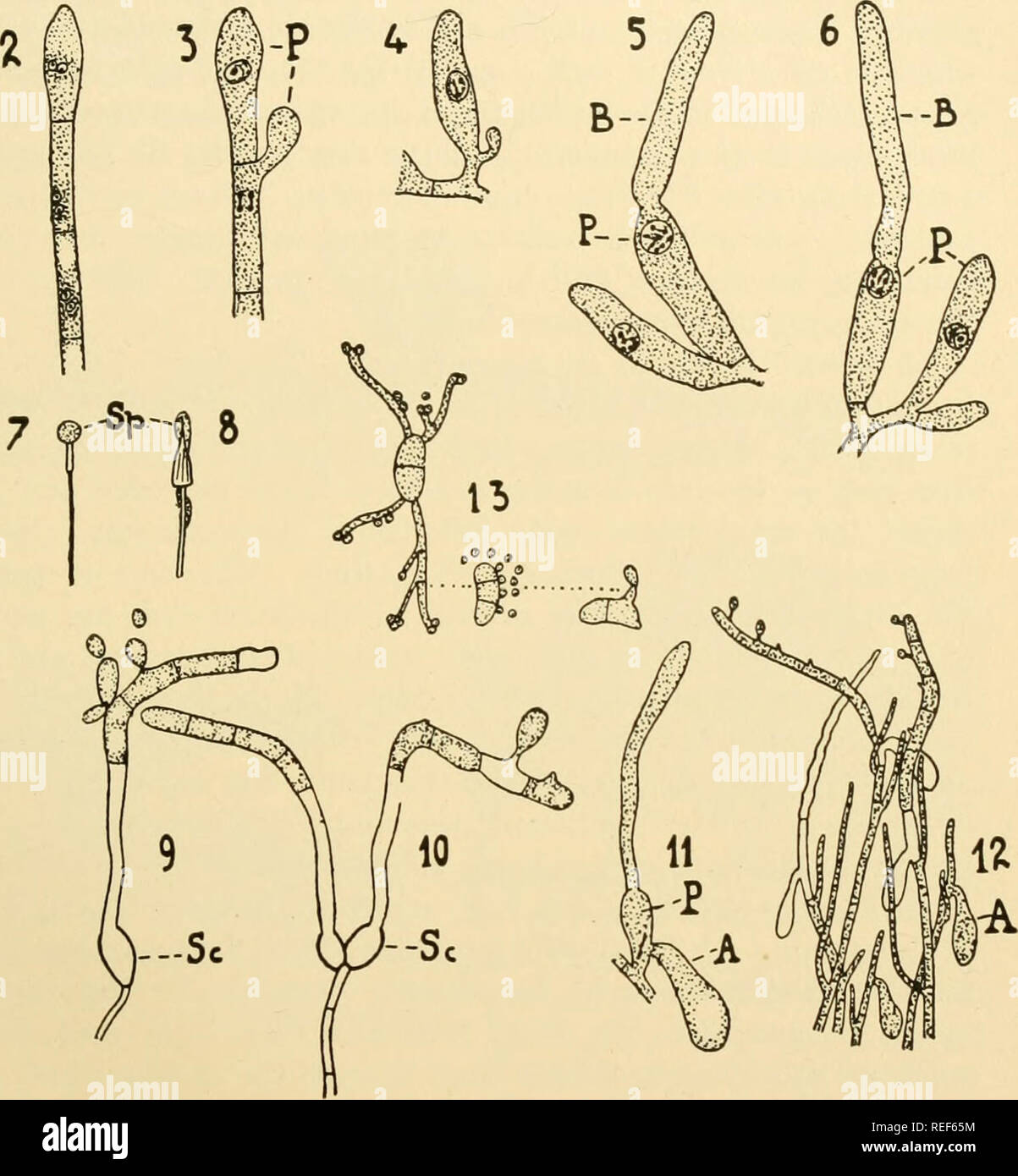 . Comparative morphology of Fungi. Fungi. AURICULARIALES 545 While the younger probasidia continue developing, the older ones germinate to basidia which remain enucleate for a long time (Fig. 364, 5 and 6, B). When they have reached approximately three-fourths of their final length, the diploid nucleus migrates into them and divides nor- mally into four daughter nuclei which slip out into the basidiospores. In /. Hookeriarum, the sterigmata are of unequal length and elevate the. Fig. 364.—Iola javanetisis. 1 to 6. Development of probasidia. 7. Spherical fructi- fication, Sp, on sporogonium of  Stock Photo