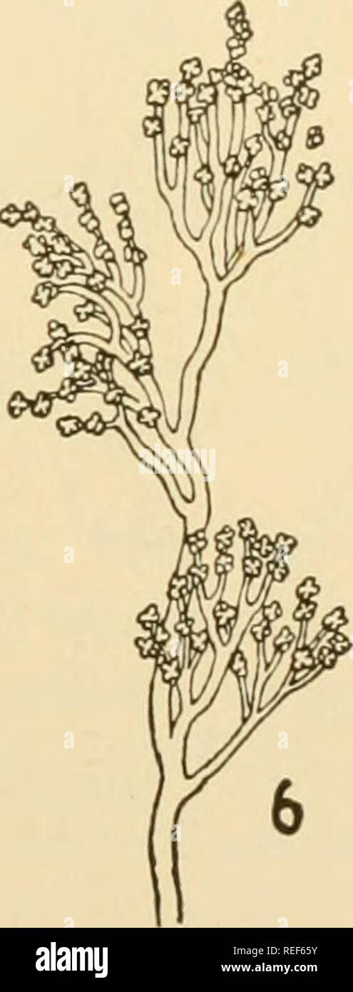 . Comparative morphology of Fungi. Fungi. Fig. 362.—Auricularia Auricula-Judae. 1. Section of hymenium. 2 to 4. Germina- tion of basidiospores with falcate conidia. 5. Falcate conidium, C, germinating to slender mycelium. 6. Conidiophore from a coremium of falcate conidia. (1 to 5 X 280; 6 X 66; after Sappin-Trouffy, 1896, and Brefeld, 1888.) Septobasidiaceae.—This family includes four genera which are not very closely related, but present a series with increasing differentia- tion of the zeugites.. Please note that these images are extracted from scanned page images that may have been digital Stock Photo