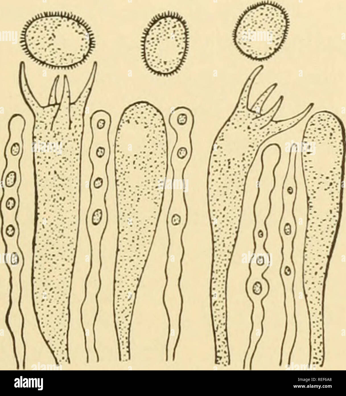. Comparative morphology of Fungi. Fungi. POLYPORALES 441 ally branched, spines of variable length (dendrophyses Fig. 285, 2). Perhaps they are to be regarded as organs of protection. In addition, gloecystidia have been found in some forms. In the higher genera, as in Cyphella (fructifications membranous), Cytidia (Auricuiariopsis) (fructifications gelatinous), the fructifications are raised from the central point of attachment by a compressed, short stipe; they then assume an infundibuliform or cup shape, whose inner side is corrugated and bears the hymenium. In Solenia, finally, the hyponast Stock Photo