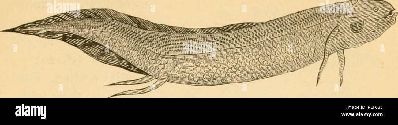 . Comparative zoology, structural and systematic. For use in schools and colleges. Zoology. VEKTEBRATA. 305 the Amphibians. They have an eel-like body covered with cycloid scales; an embryonic notochord for a Ijack-. Fio. 2S3.—Lfj&gt;irfo'&lt;!rc)i aimccten-; one-fourth natural size. African rivers. bone; long, ribbon-like pectoral and ventral fins, set far apart; two auricles, and one ventricle; and, besides gills, a cellular air-bladder, which is used as a lung. Class II.—Amphibia. These cold-blooded Vertebrates are distinguished by having gills&quot; when young, and true lungs when adult. T Stock Photo