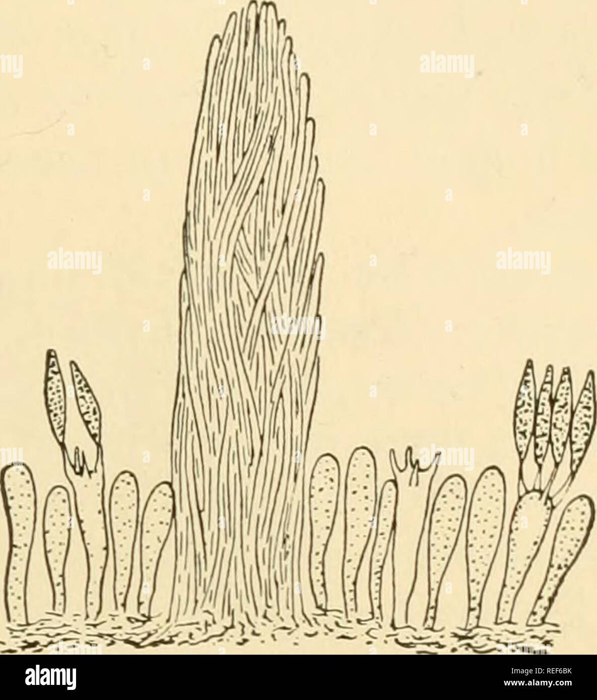 . Comparative morphology of Fungi. Fungi. Fig. 279.—Gloeocystidivm clavuligerum. Fig. 280.—Epithele Typhae. Section of Section of hymenium showing basidia and hymenium showing a peg of hyphae. gloeocystidia. (X 385; after Hoehnel and (X 255; after Hoehnel and Litschaucr, 1906.) Litschauer, 1906.) Coniophora cerebella develops very thick (often 0.5 mm.) crusts, at first fleshy and membranous, later dry and brittle. This species is as important a cause of dry rot of coniferous timber in the United States as Merulius lacrymans in Europe. Corticium centrijugum, C. Stevensii and C. radiosum (C. alu Stock Photo