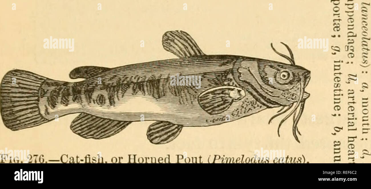 Horned pout hires stock photography and images Alamy