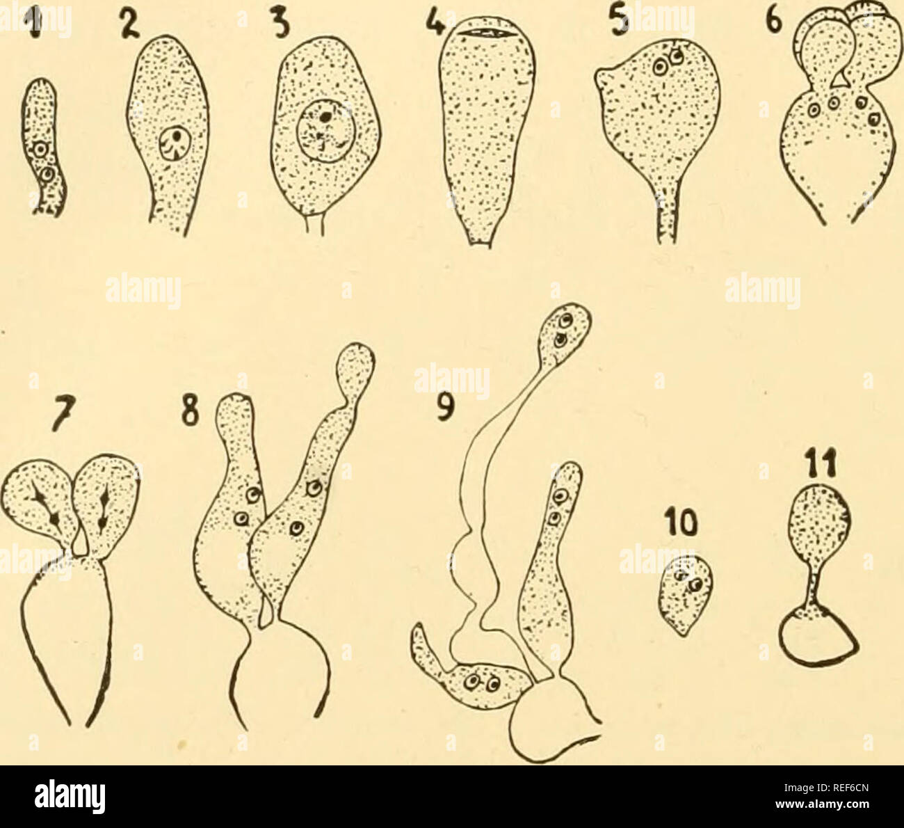 . Comparative morphology of Fungi. Fungi. 432 COMPARATIVE MORPHOLOGY OF FUNGI laterally, arise four, occasionally five or six, protuberances which become ellipsoidal, sessile spores (Fig 273, 1 and 2). In damp weather they germinate while on the basidium without being ab join ted, and each forms a short germ tube (Figs. 273, 3 and 4; 274, 8 and 9) which may branch and swell terminally to a conidium, slightly curved and pointed at the end. The conidia abjoint and germinate immediately, in T. helicospora by further sprouting. In T. deliquescens, the basidiospore, the germ tube and conidia are un Stock Photo