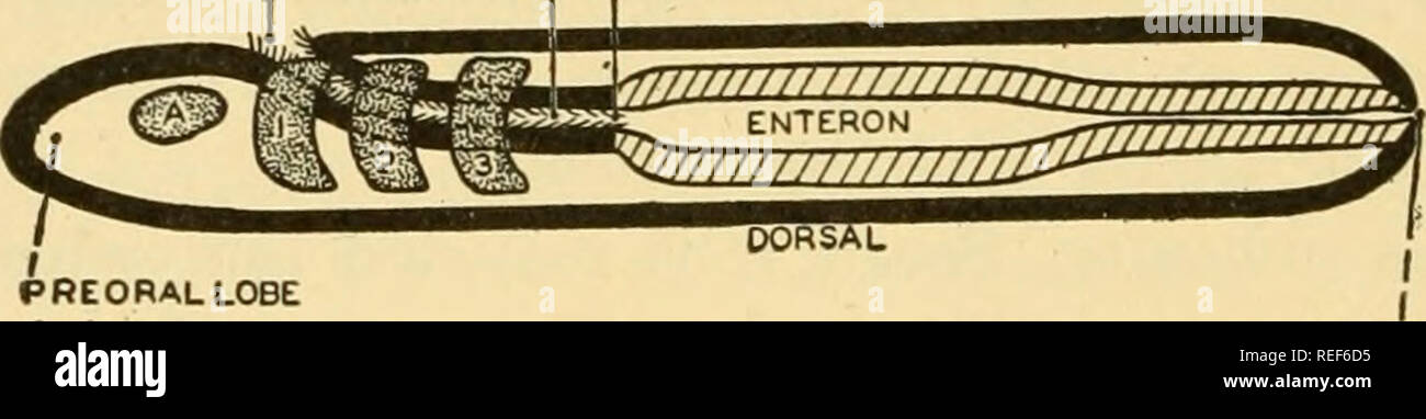 . Comparative anatomy. Anatomy, Comparative. 636 COMPARATIVE ANATOMY nation which forms the mouth in annelids to the ectodermal hypophysis in cyclostomes. Minot's hypothesis involves three assumptions: 1. The preservation of the ectodermal stomodeum of annelids as the naso-hypophysial invagination of vertebrates. 2. The formation of the vertebrate brain from several of the post- oral ganglia of the ventral chain. 3. The conversion of the visual apparatus and supra-esophageal ganglia, which are prevented from fusing in the median line by the enlargement of the vertebrate brain, into the vertebr Stock Photo