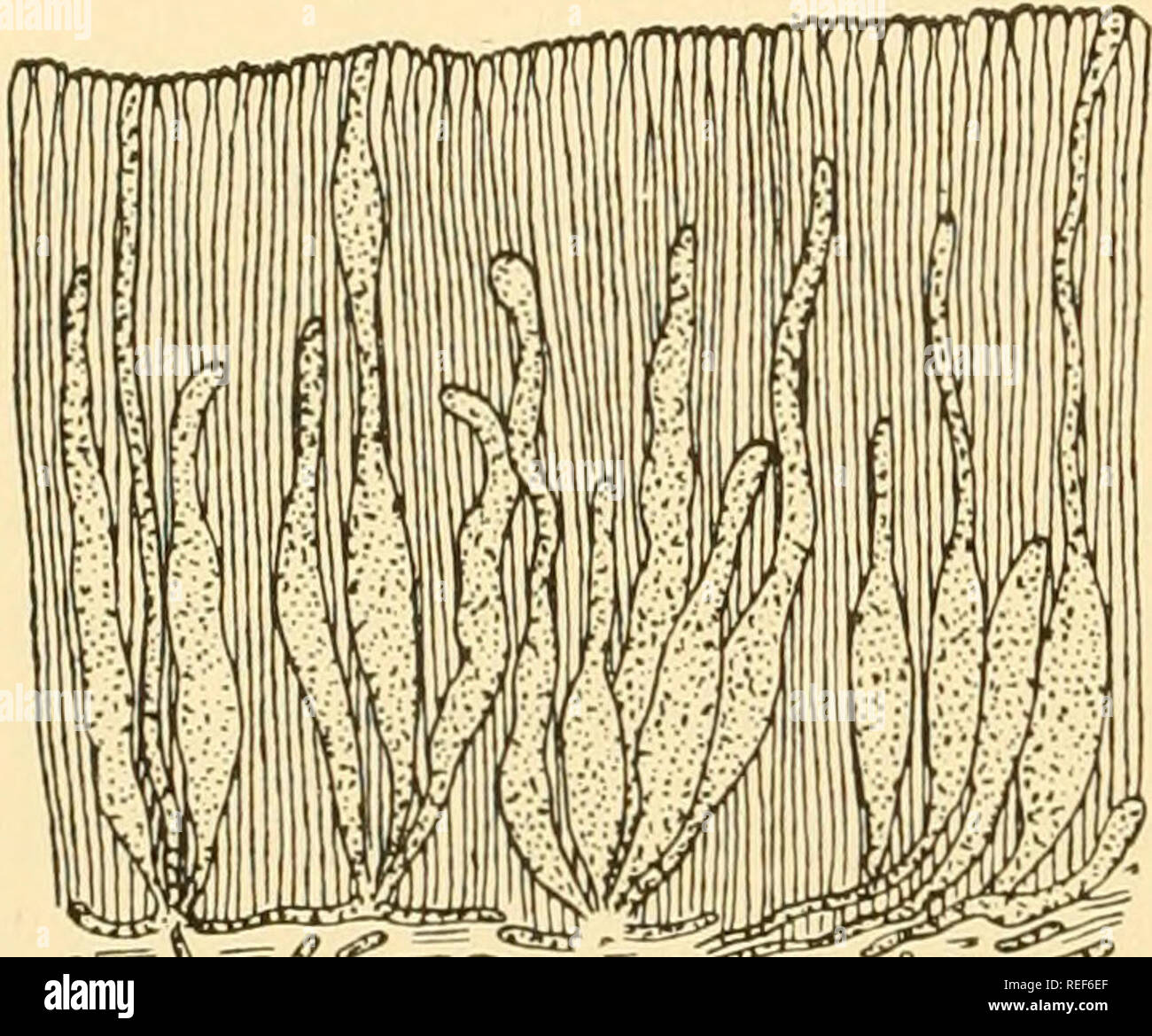 Septate Hyphae High Resolution Stock Photography and Images ...
