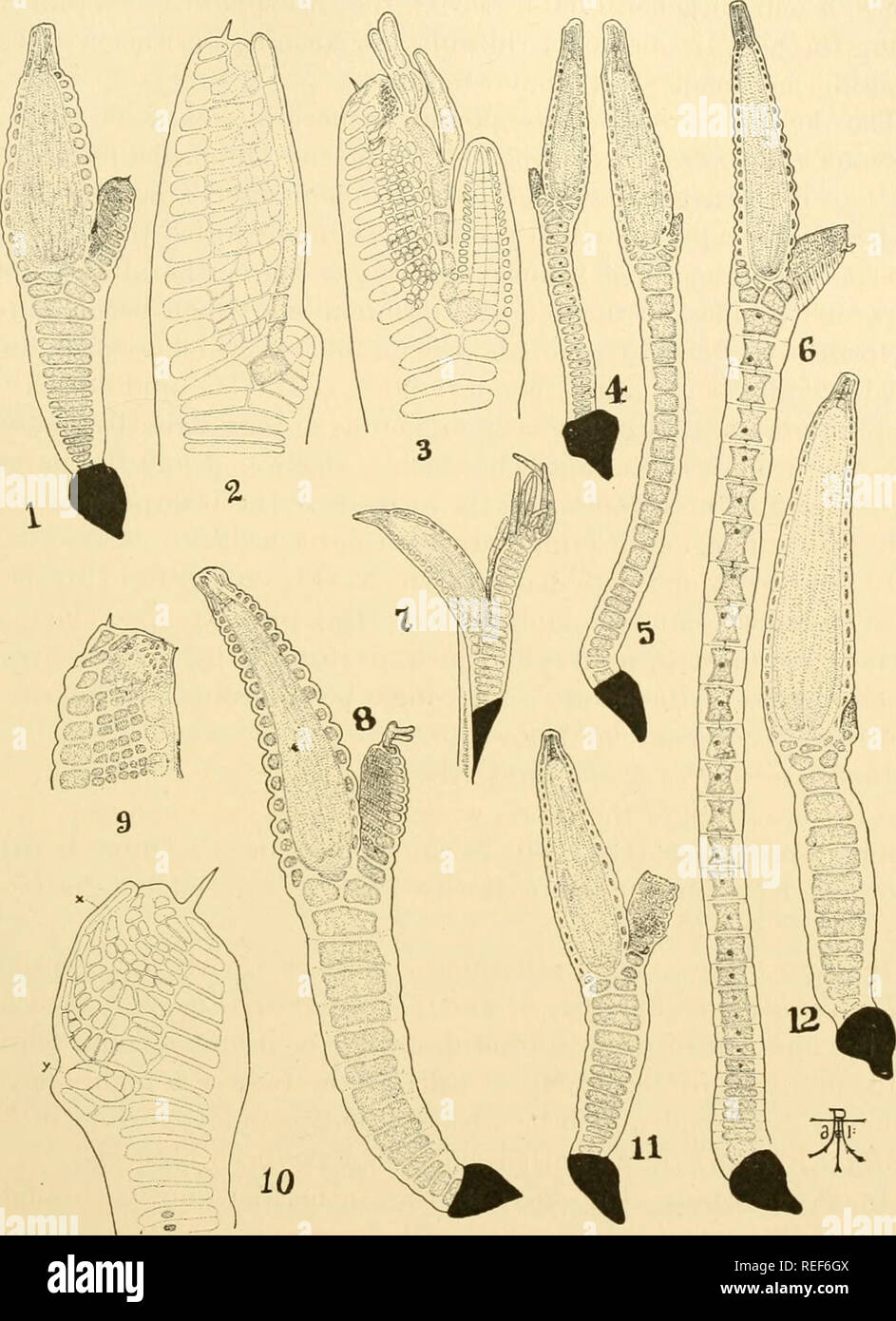 . Comparative morphology of Fungi. Fungi. LABOULBENIALES 387. Fig. 261.— Tettigomyces africanus. 1. Mature individual. 2. Young antheridium showing relation of adnate trichogyne to antheridial cells and carpogenic cell. 3. Older antheridium; the adnate trichogyne with two free branchlets seen sidewise, and showing necks and discharging spermatia. 4, 5. Tettigomyces intermedins, showing the antheridia disorganized. 6. Tettigomyces gracilis. 7. Tettigomyces chaetophilus, showing free tricho- gyne. 8. Tettigomyces Gryllotalpae. 9. Tettigomyces vulgaris, showing the tip of anther- dial appendage b Stock Photo