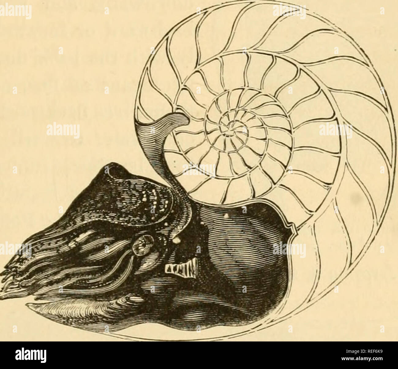 Comparative Zoology Structural And Systematic For Use In Schools And Colleges Zoology Mollusca 7 Very Abundant More Than 00 Fossil Species Are Known But Only One Living Representative The Pearly Nautilus 1 Comparative Zoology Structural And Systematic For Use In Schools And Colleges Zoology Mollusca 7 Very Abundant More Than 00 Fossil Species Are Known But Only One Living Representative The Pearly Nautilus 1