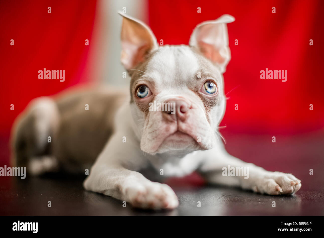 close up A Boston terrier ready to pounce on a black shiny floor with a red curtain background looking at the camera Stock Photo