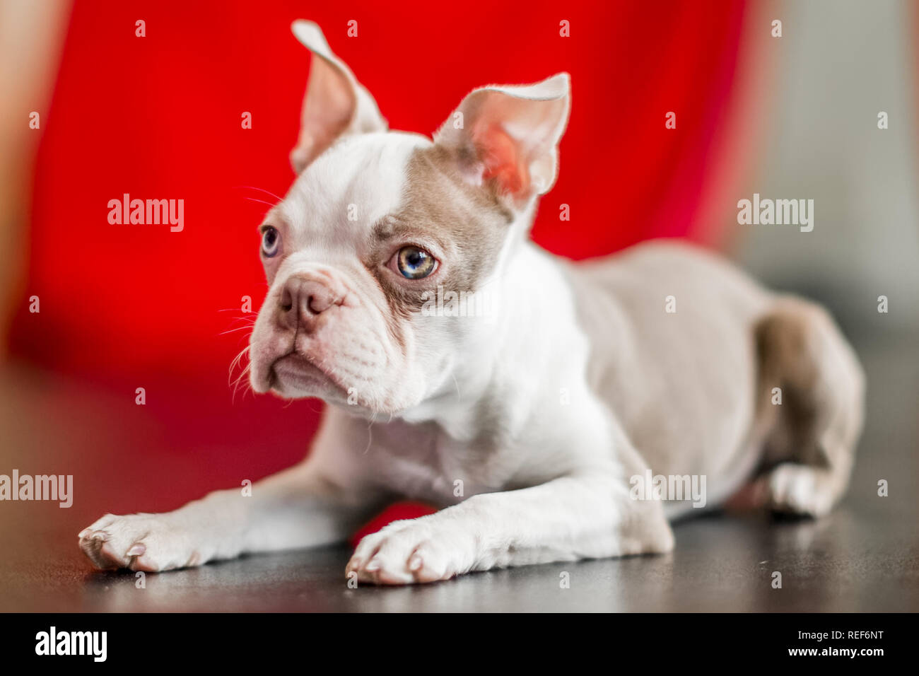 close up Boston terrier puppy portrait lying on a black shiny floor with a red curtain background. looking to the side Stock Photo