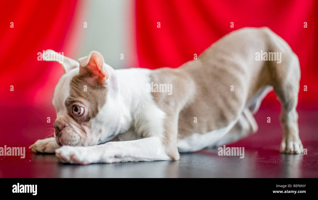 close up Boston terrier ready to pounce on a black shiny floor with a red curtain background looking at the camera Stock Photo