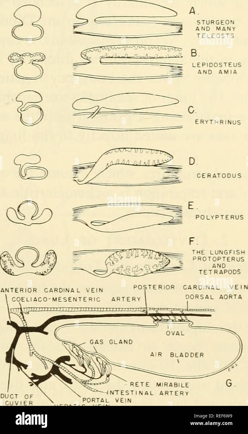 . Comparative embryology of the vertebrates; with 2057 drawings and photos. grouped as 380 illus. Vertebrates -- Embryology; Comparative embryology. DEVELOPMENT OF LUNGS AND BUOYANCY STRUCTURES 643 STURGEON AND MANY TELEOSTS ERYTHRINUS CERATOOUS. RETE MIRABILE â INTESTINAL ARTERY PORTAL VEIN HEPATIC VEIN Fig. 304. Swim-bladder and lung relationships. (A-F slightly modified from Dean: Fishes, Living and Fossil, 1895, New York and London, Macmillan and Co.; G after Goodrich, '30.) (A-E) Sagittal and transverse sections of swim-bladder relationships. (F) Lung relationship of Dipnoi and Tctrapoda. Stock Photo