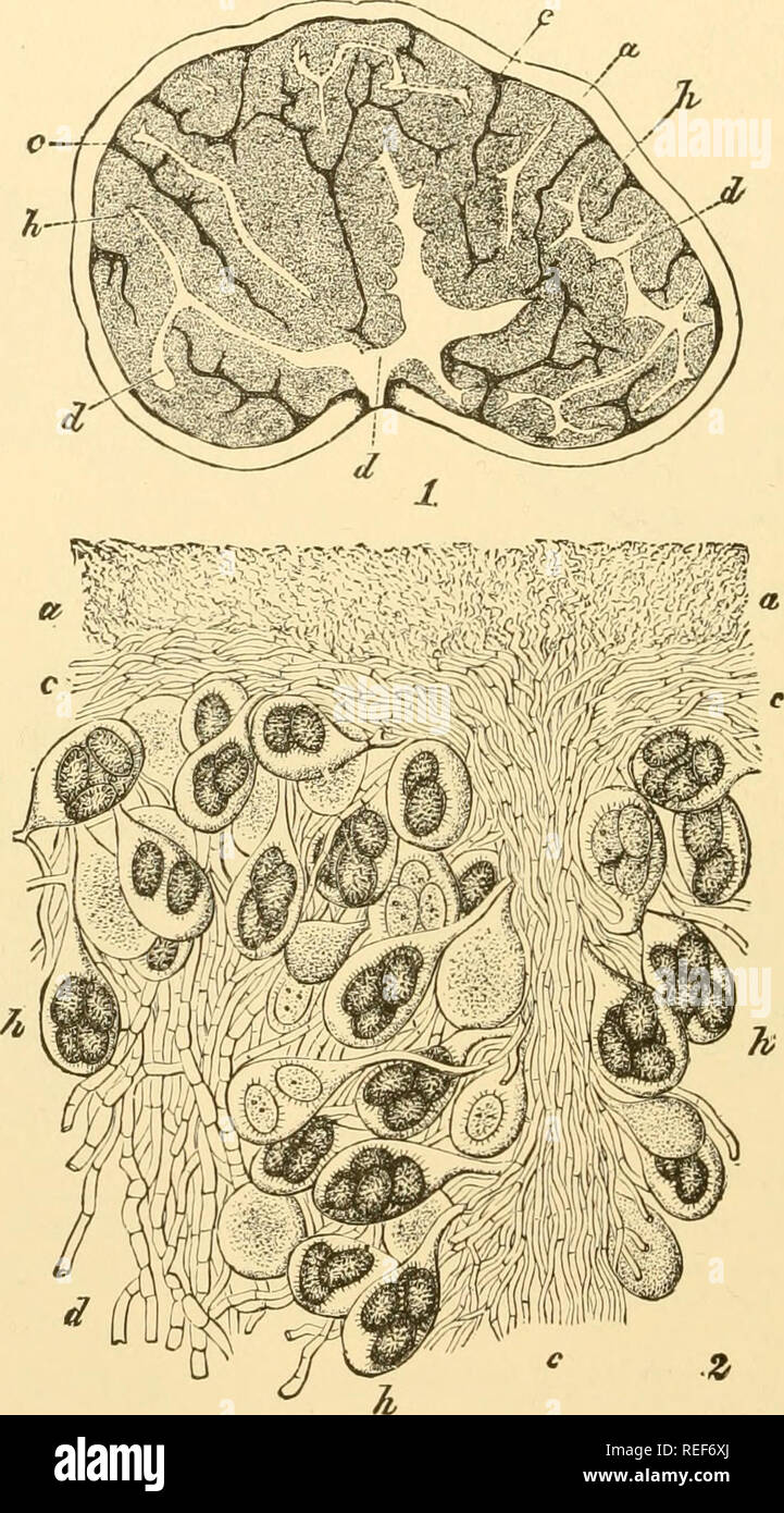 . Comparative morphology of Fungi. Fungi. 358 COMPARATIVE MORPHOLOGY OF FUNGI and may sink from eight to four to two to one, with proportional increases in size. The spores generally become multinucleate while still inside the ascus. The entire morphological and biological development of the asci which we could follow from the Plectascales to Pezizales, their biological discharge apparatus, their transition from spherical to clavate. Fig. 240.— Tuber rufum. 1. Section of fructification. 2. Portion of interior of fructi- fication, a, rind; c, venae internae (trama plates); d, venae externae; h, Stock Photo