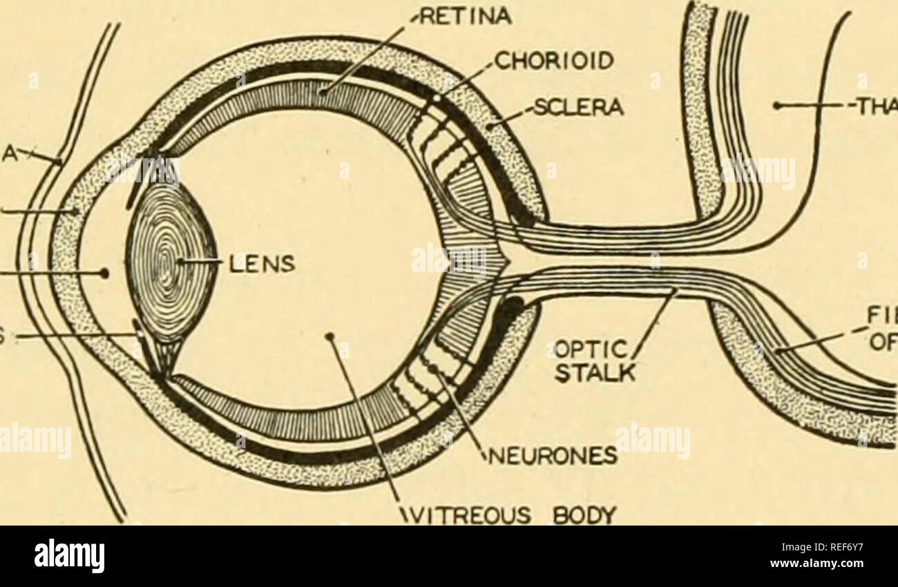 . Comparative anatomy. Anatomy, Comparative. Fig. 486.—Sections of successive stages in the